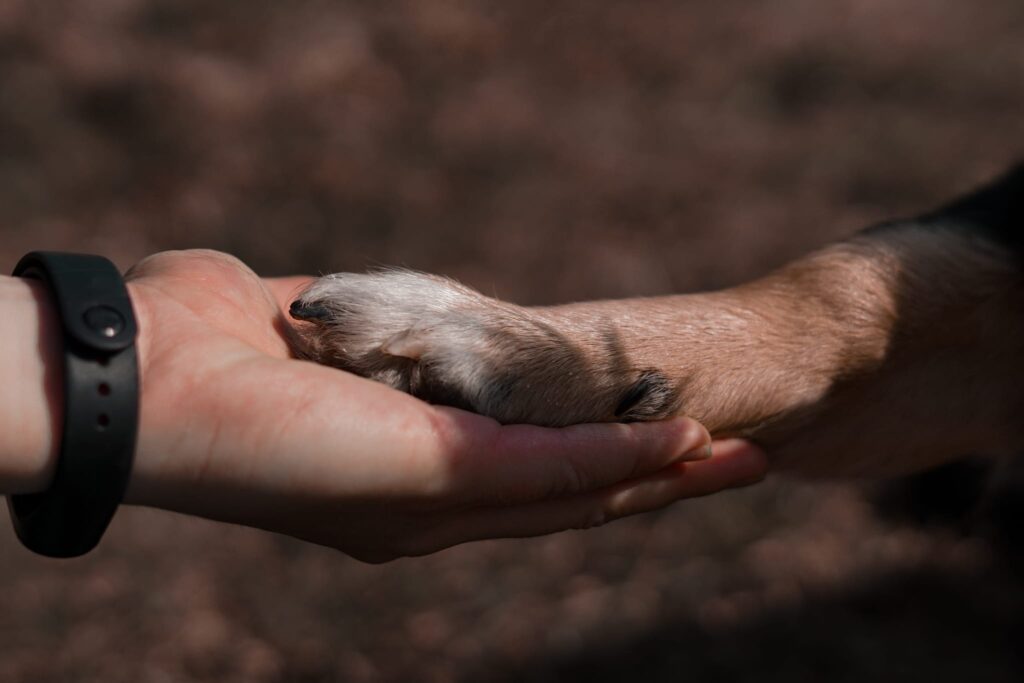 Der Weg zu Dogether, eine besondere Beziehung