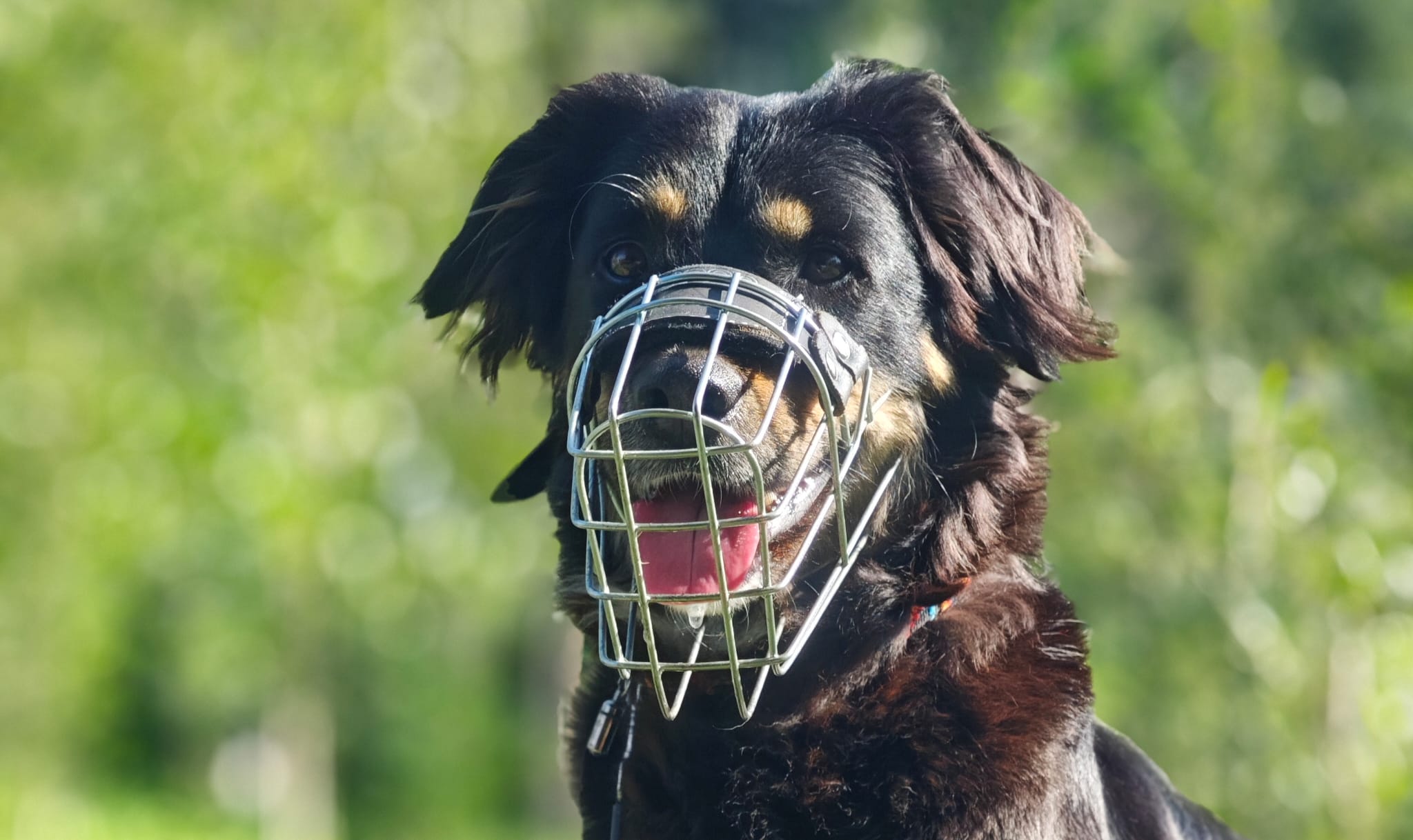 Maulkorb tragen heißt Verantwortung zeigen