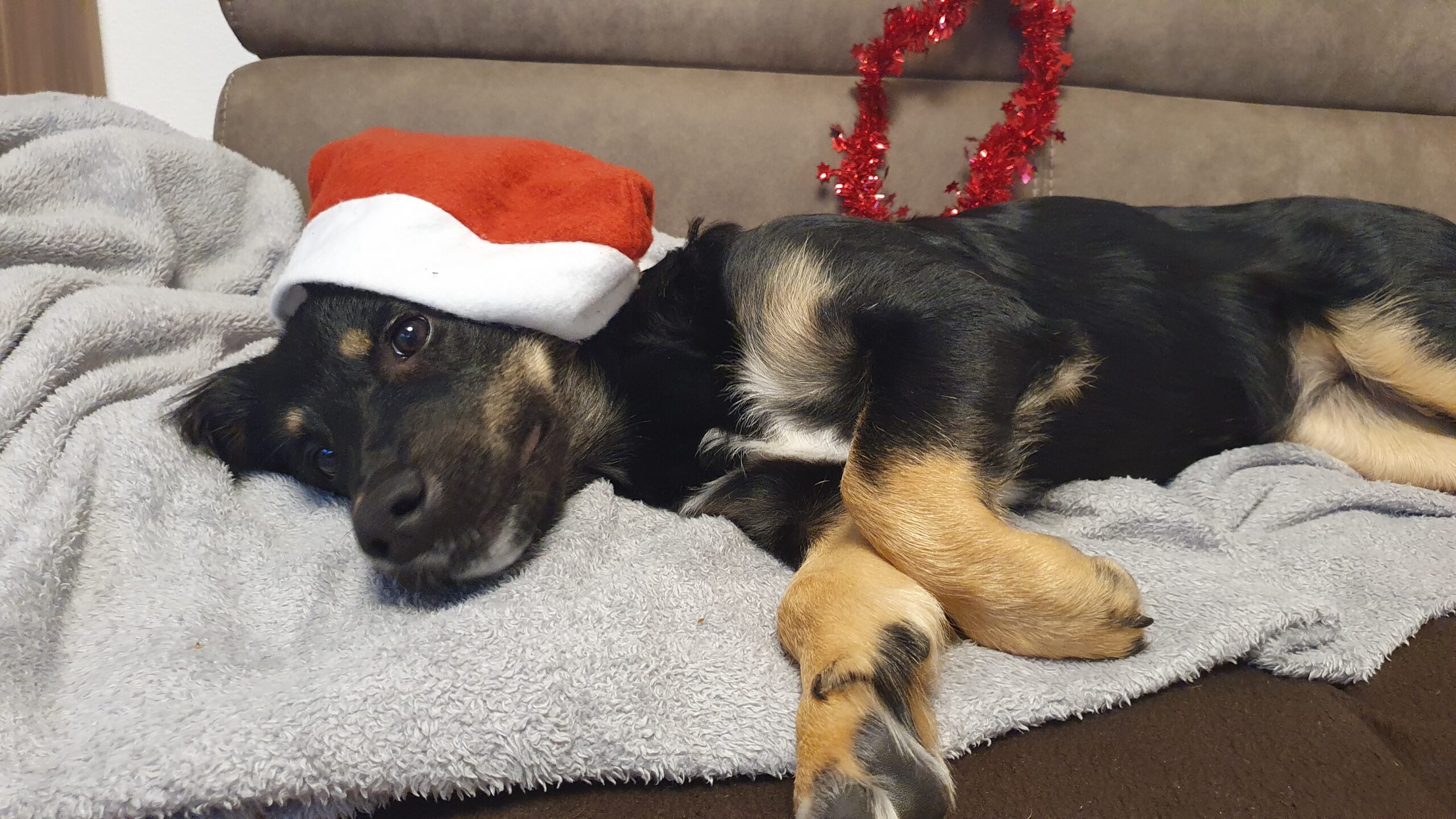 Weihnachten mit Hund – De Staade Zeit