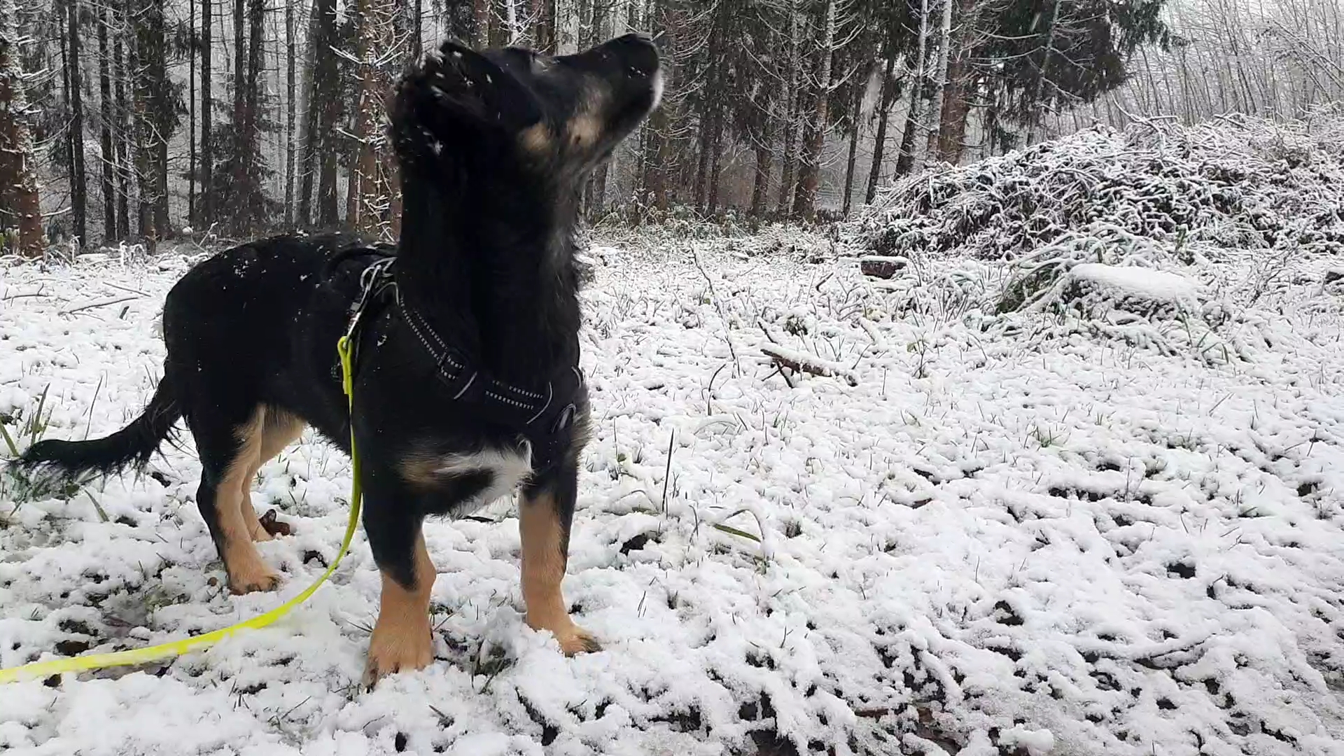 Hund im Winter – Gut geschützt mit Pfotenpflege, Mantel & Co.