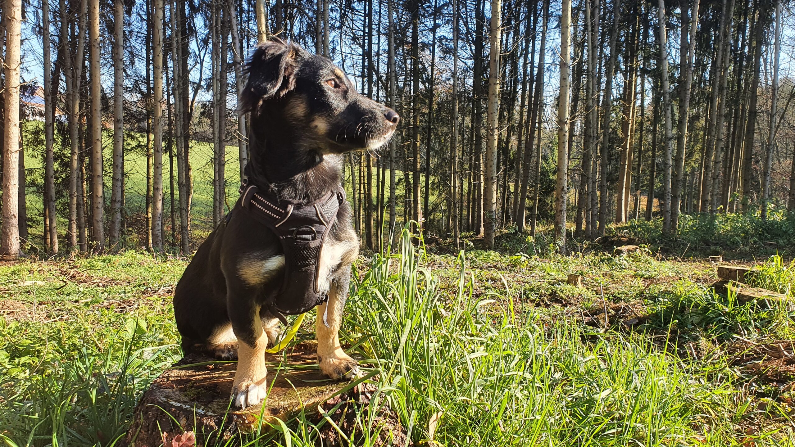 Zeckenzeit beim Hund – schützen, erkennen und richtig handeln