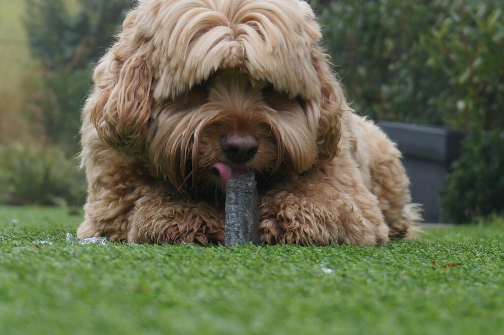 Hund kühlt sich mit Eis lecken